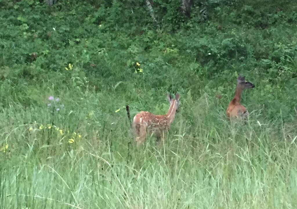 Photo of Others in Island Park