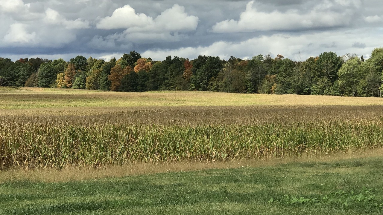 Photo of Others in Wayne County