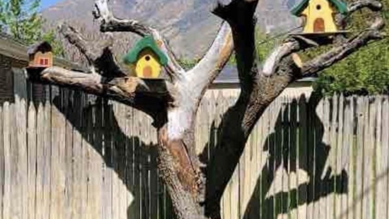 Photo of Others in Cottonwood Heights