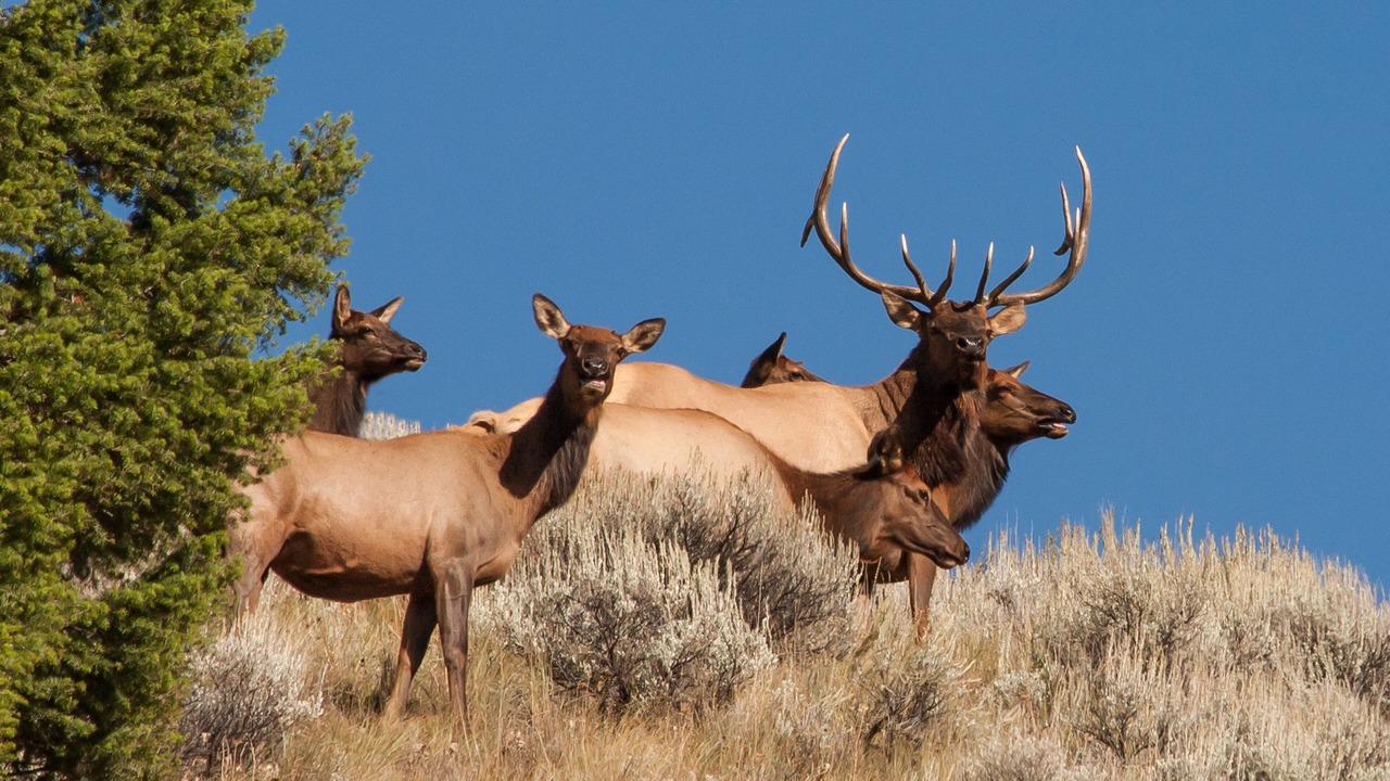Photo of Outdoor in Custer County