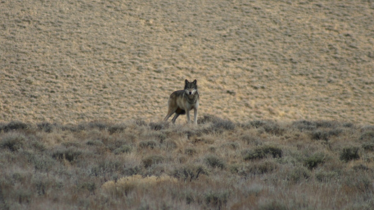 Photo of Others in Custer County