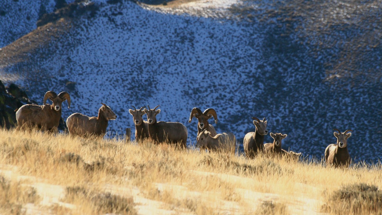 Photo of Others in Custer County