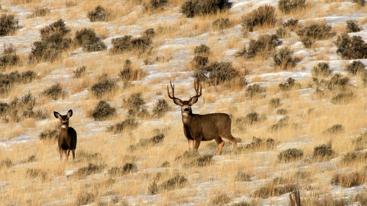 Photo of Others in Custer County