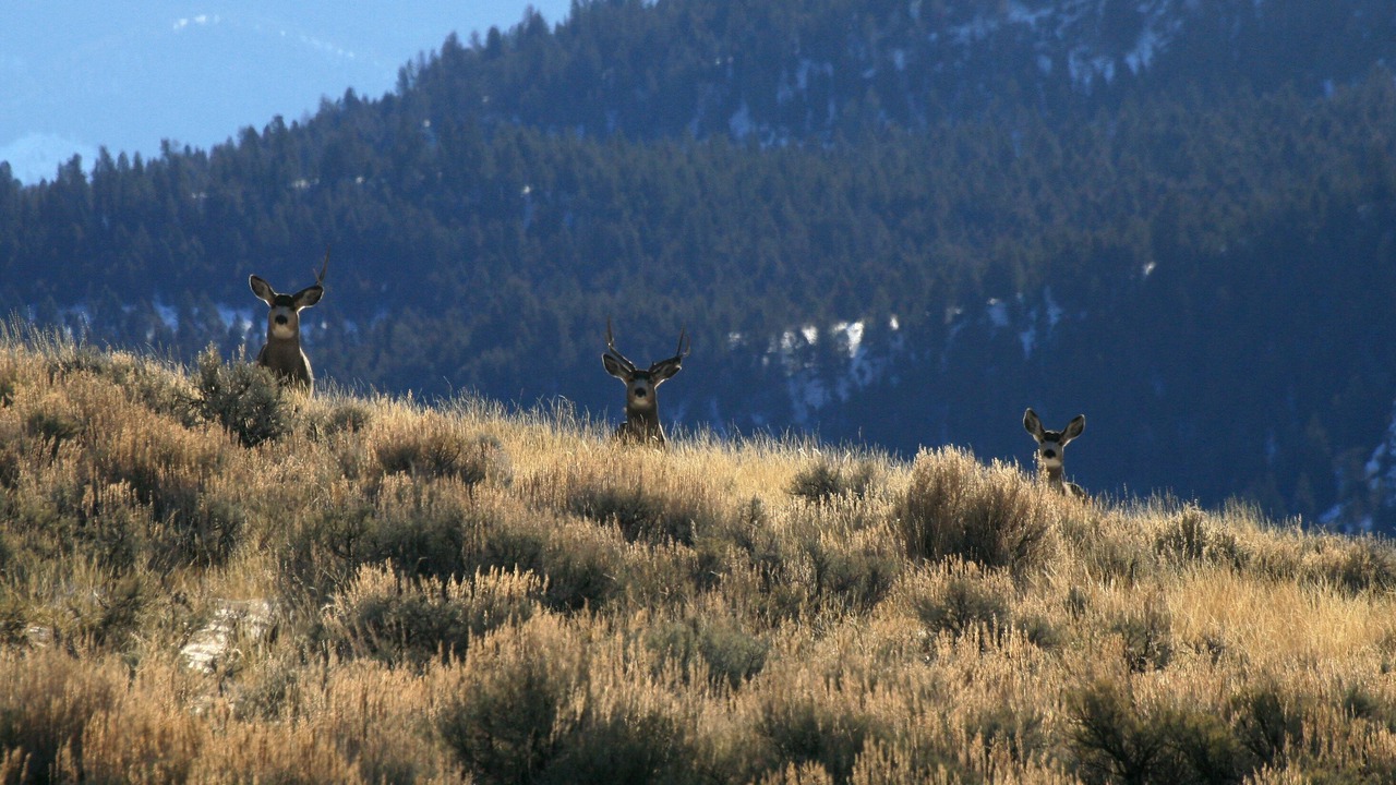 Photo of Others in Custer County