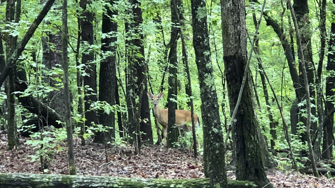 Photo of Outdoor in Bowling Green