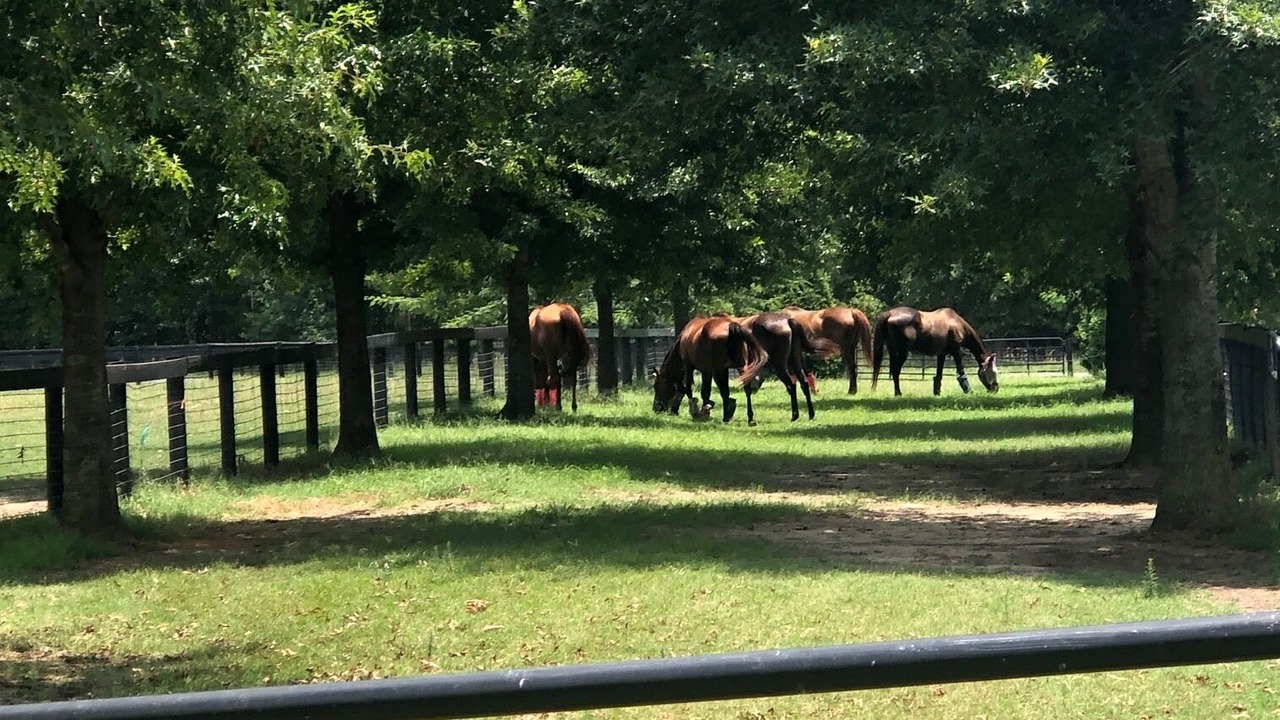 Photo of Others in Aiken