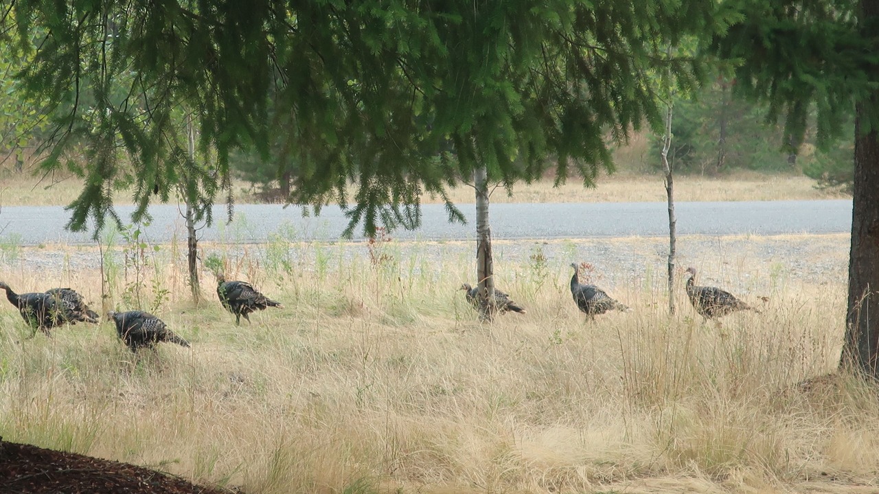 Photo of Others in Rathdrum
