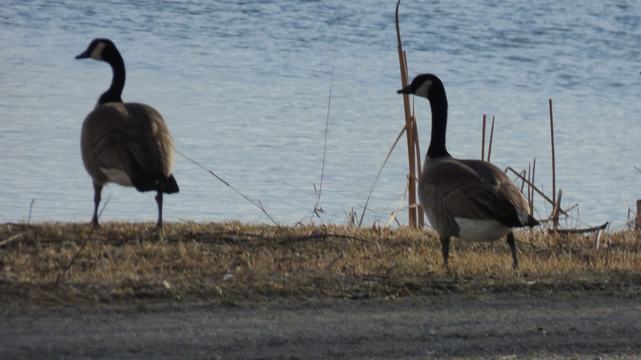 Photo of Others in Grantsdale
