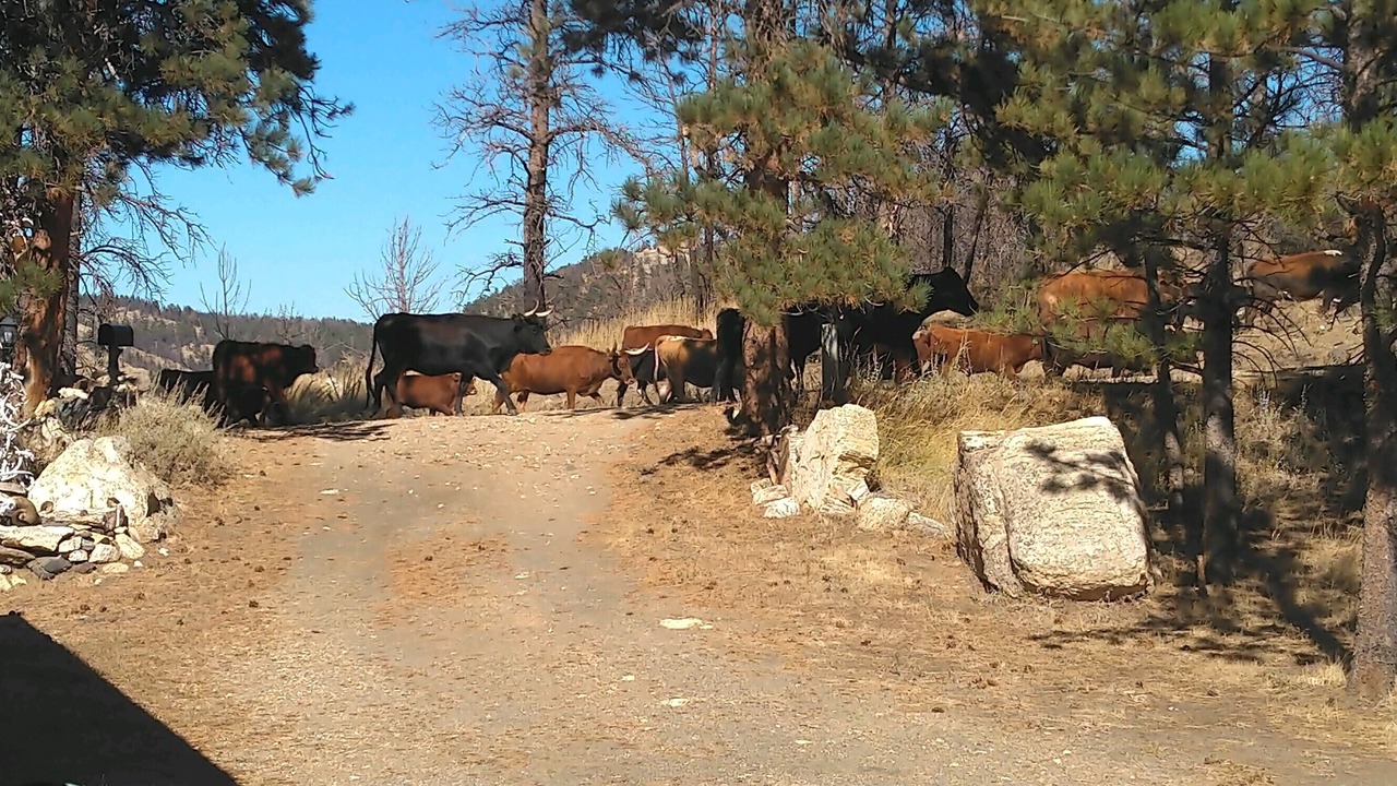 Photo of Outdoor in Wheatland