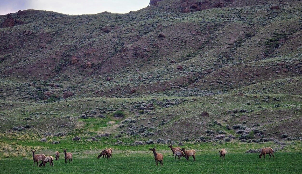 Photo of Others in Wapiti