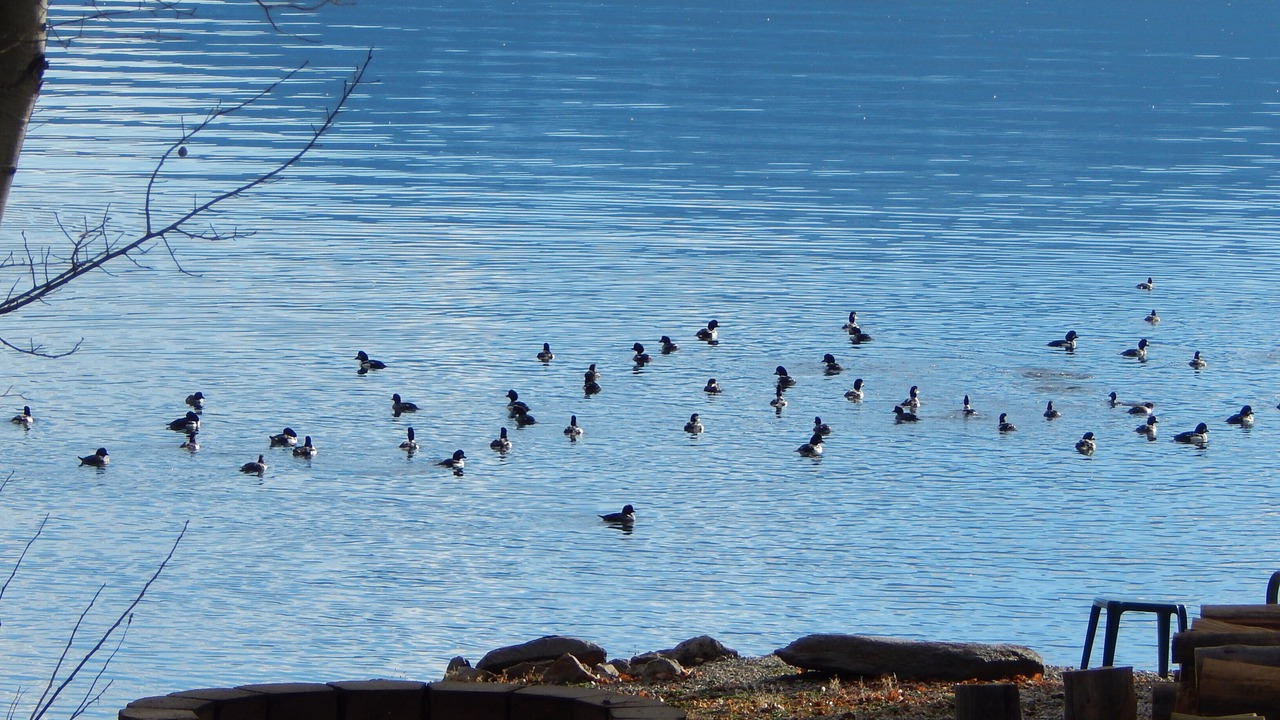 Photo of Others in Island Park