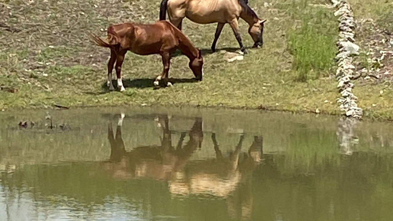 Photo of Others in Spring Branch