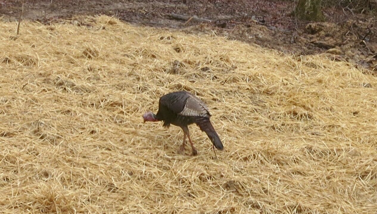 Photo of Others in Nelsonville