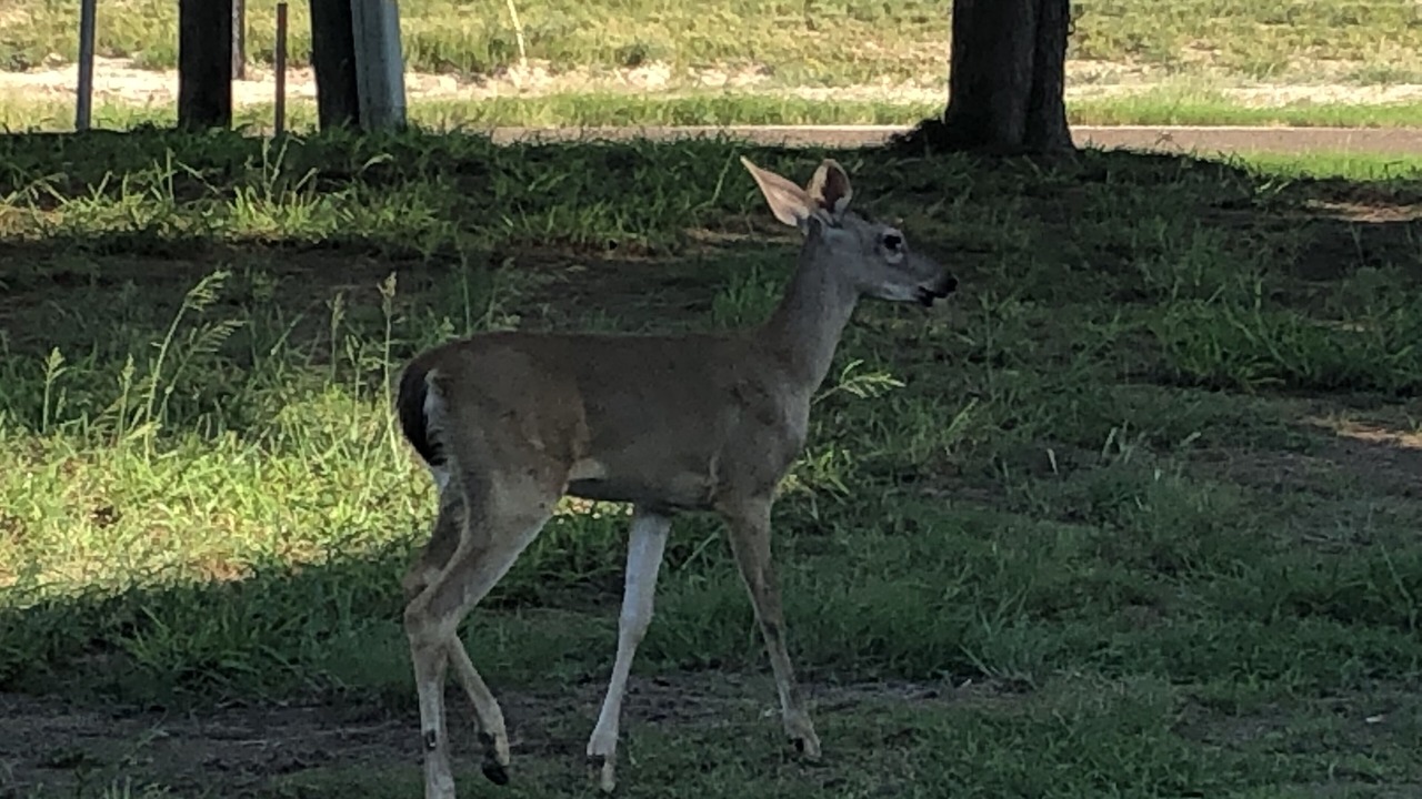 Photo of Others in Port Mansfield