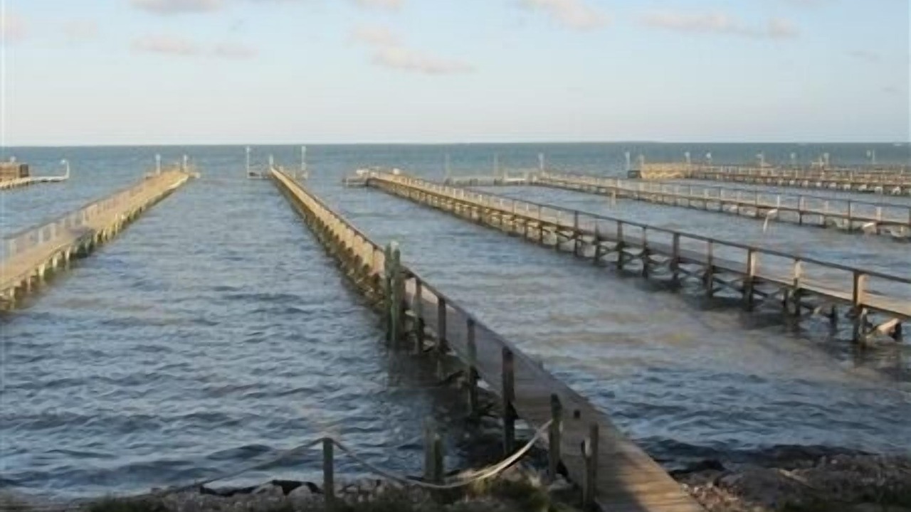 Photo of Others in Port Mansfield