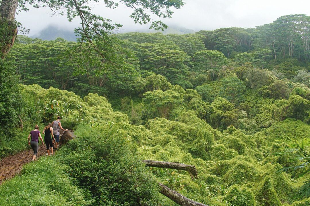 Photo of Others in Wailua