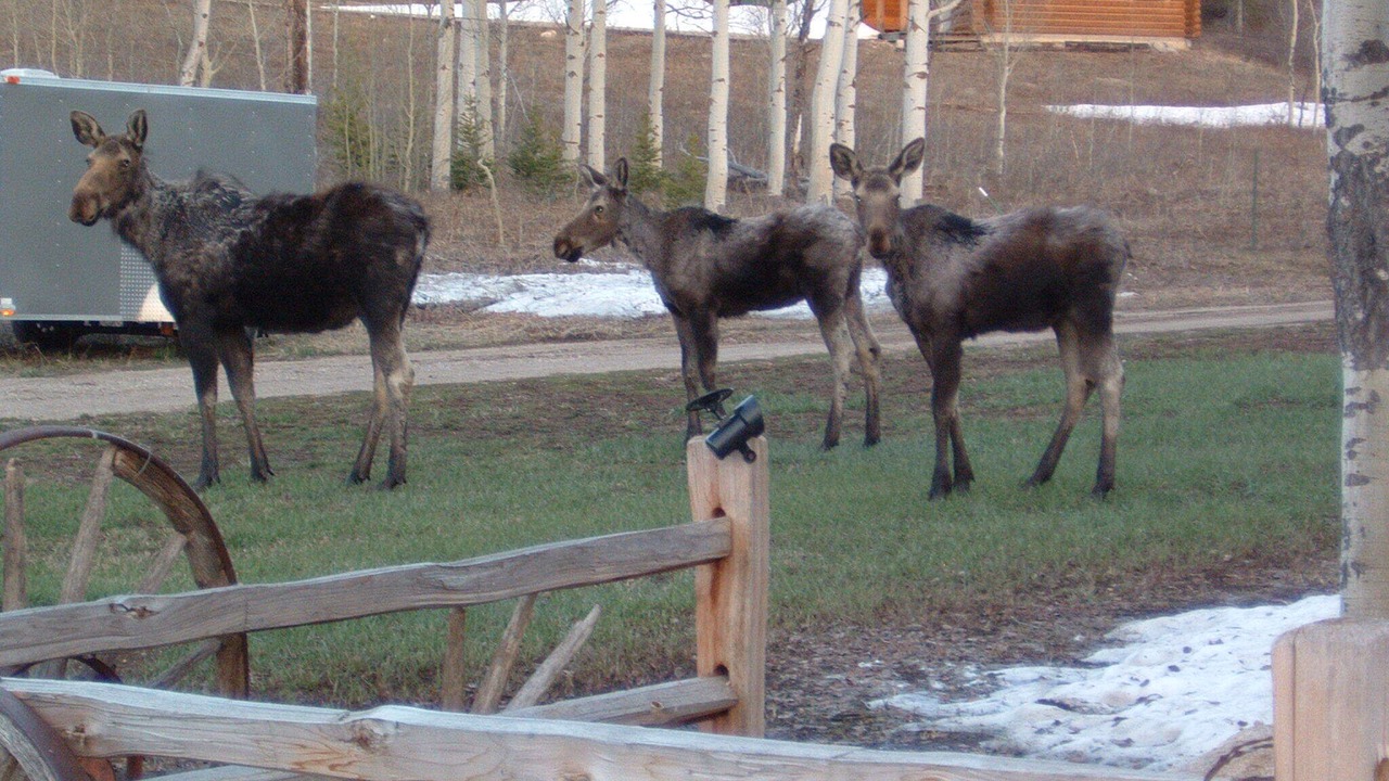 Photo of Others in Lazy Acres