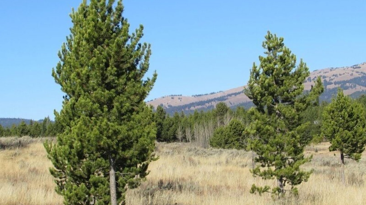Photo of Outdoor in Island Park