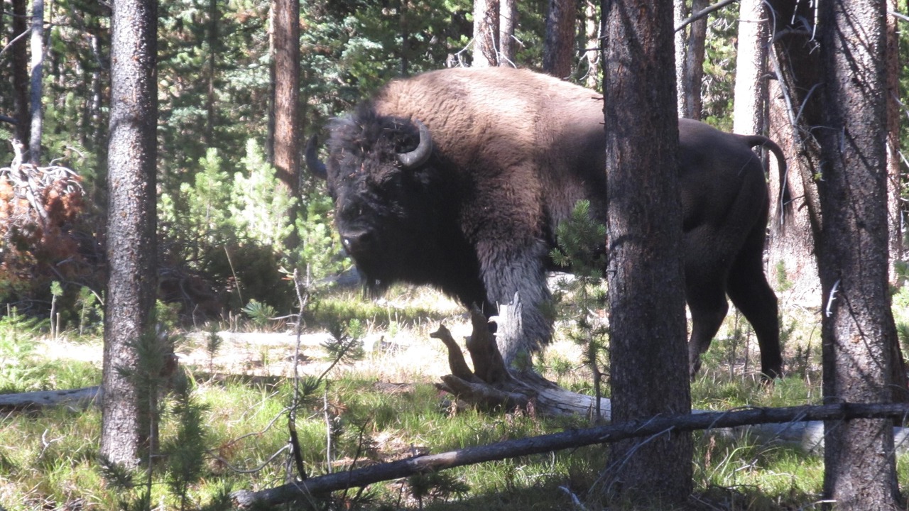 Photo of Outdoor in Wapiti