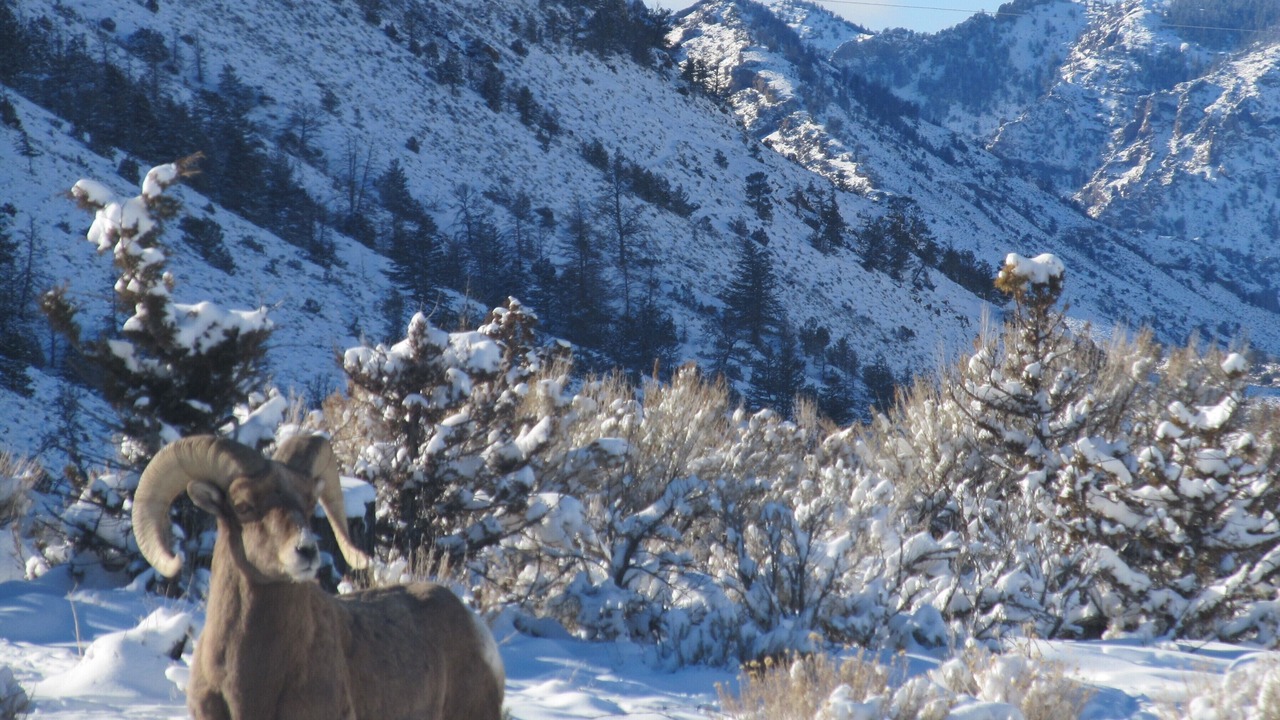 Photo of Outdoor in Wapiti
