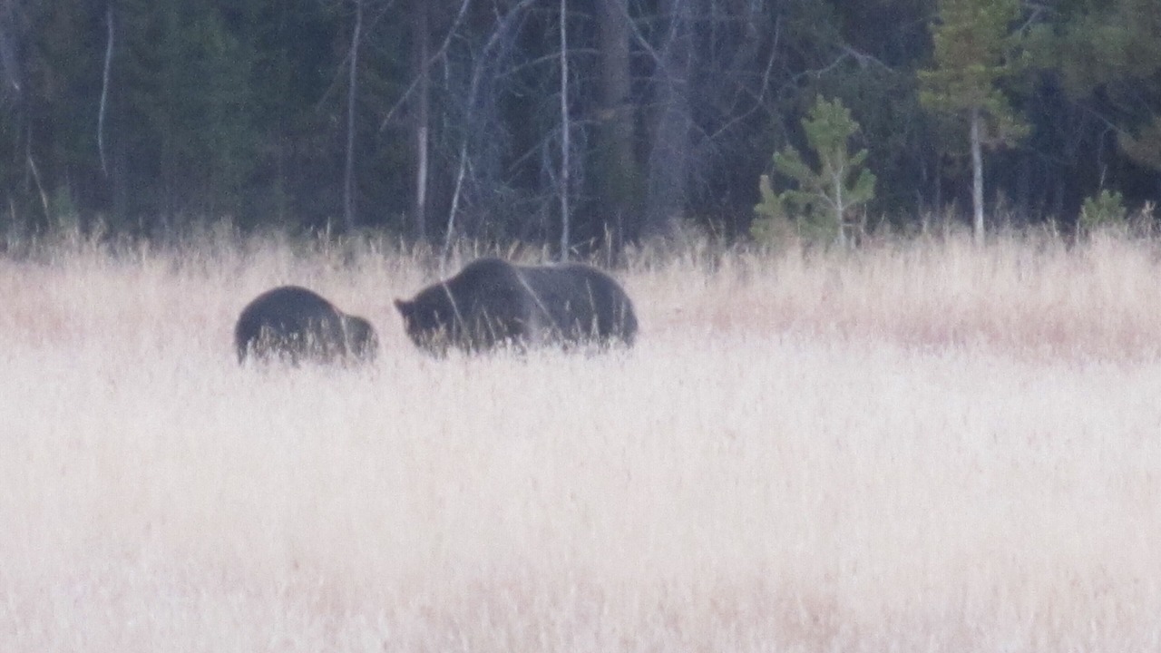 Photo of Others in Wapiti