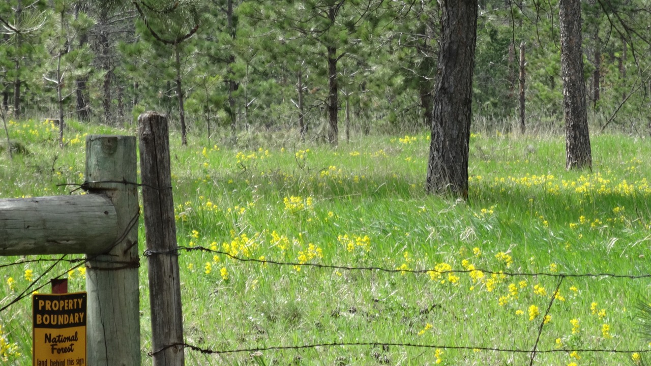 Photo of Others in Custer