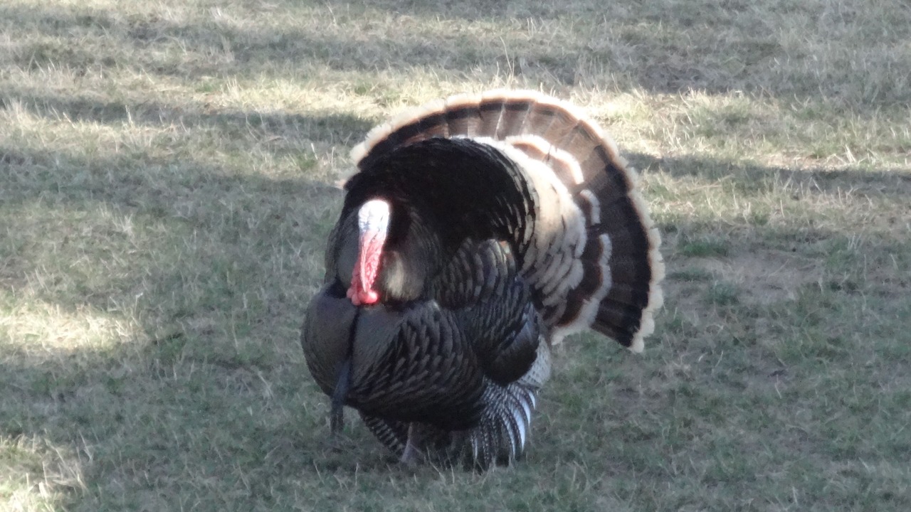 Photo of Others in Custer