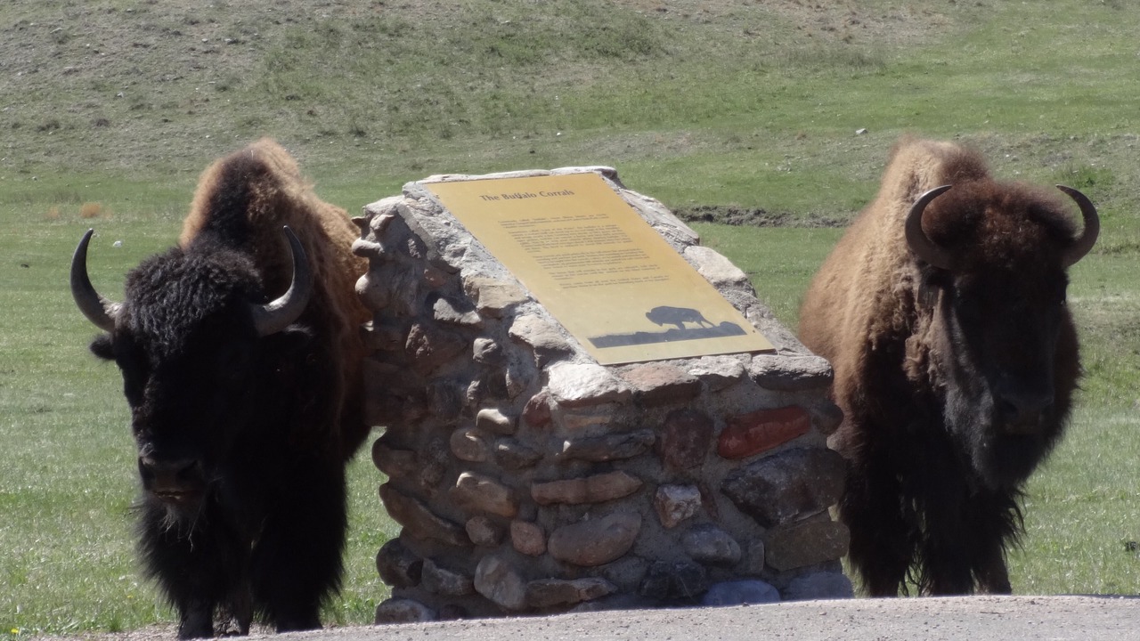 Photo of Others in Custer