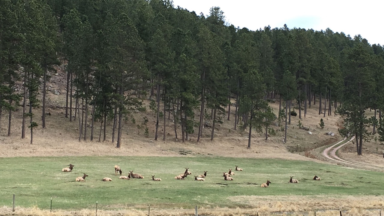 Photo of Others in Custer