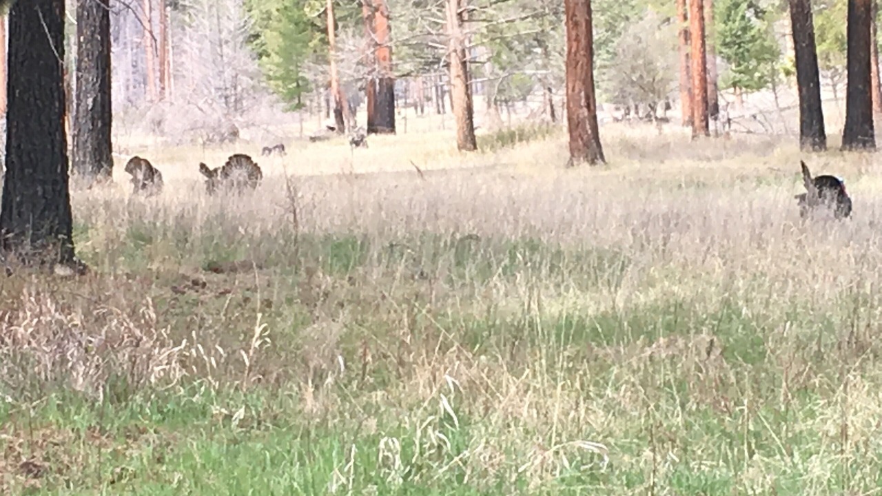 Photo of Outdoor in Lolo