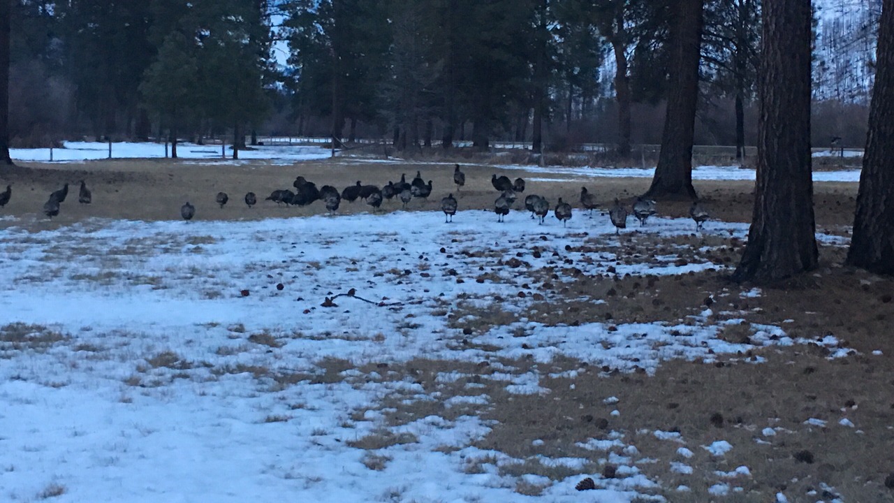 Photo of Outdoor in Lolo
