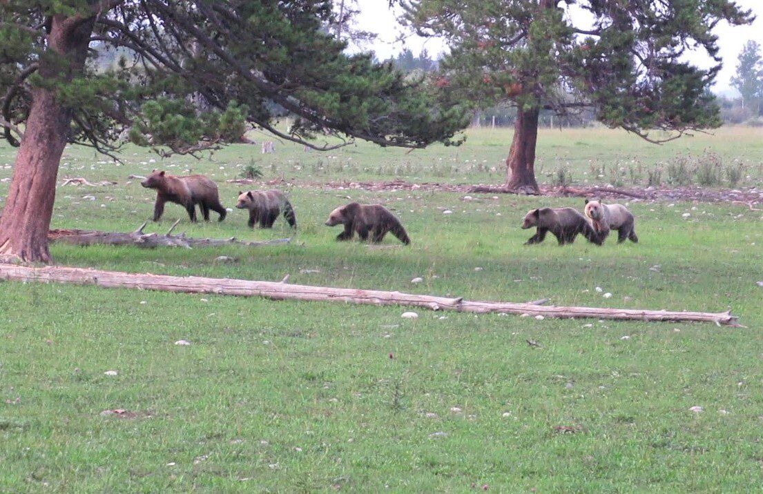Photo of Others in Moose Wilson Road