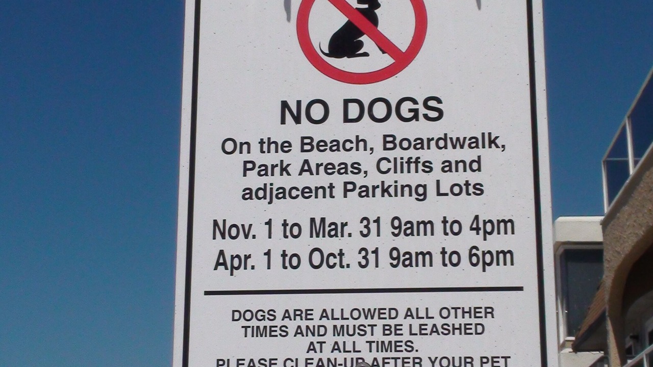 Photo of Others in Central Mission Beach