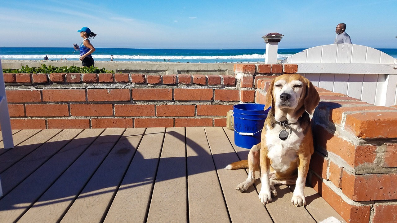 Photo of Others in Central Mission Beach