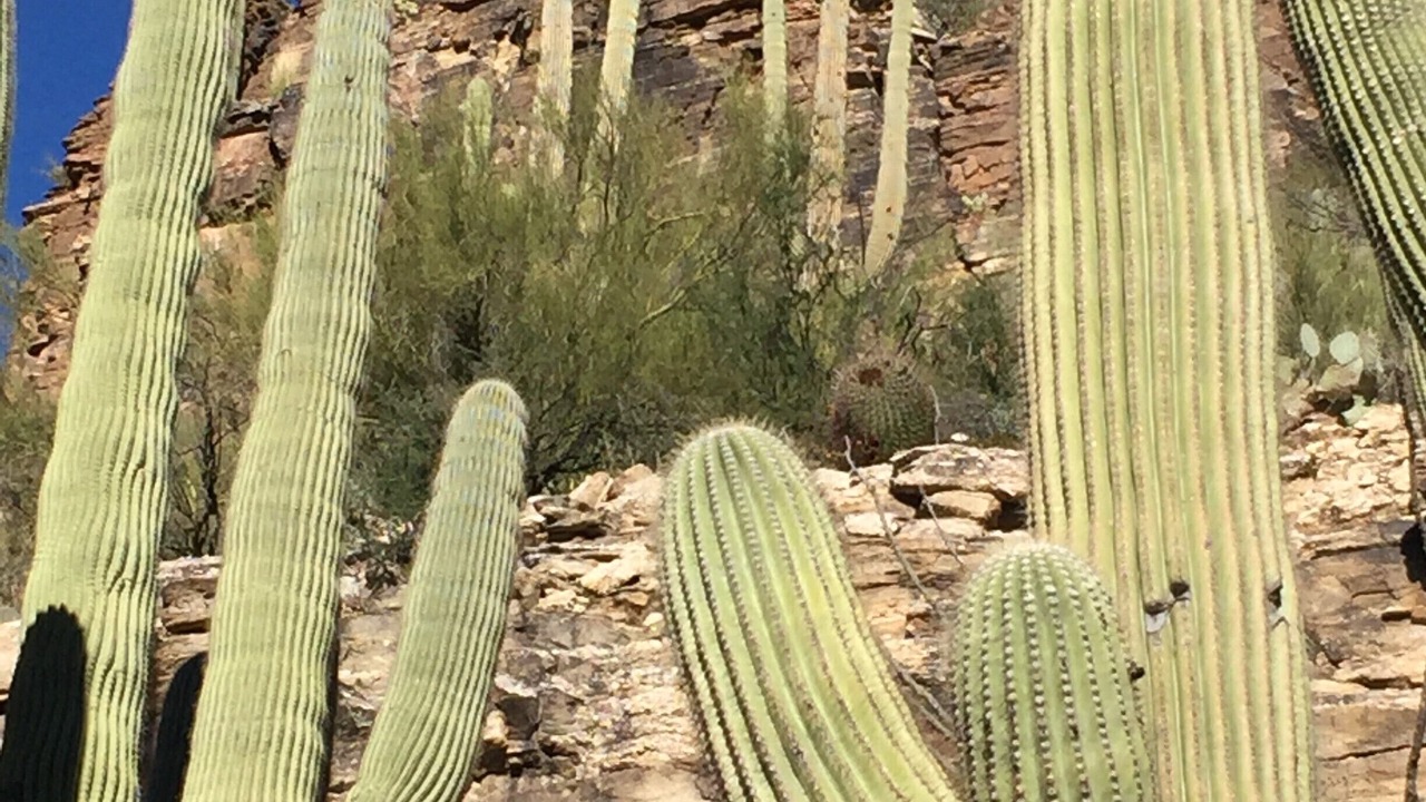 Photo of Others in Tucson