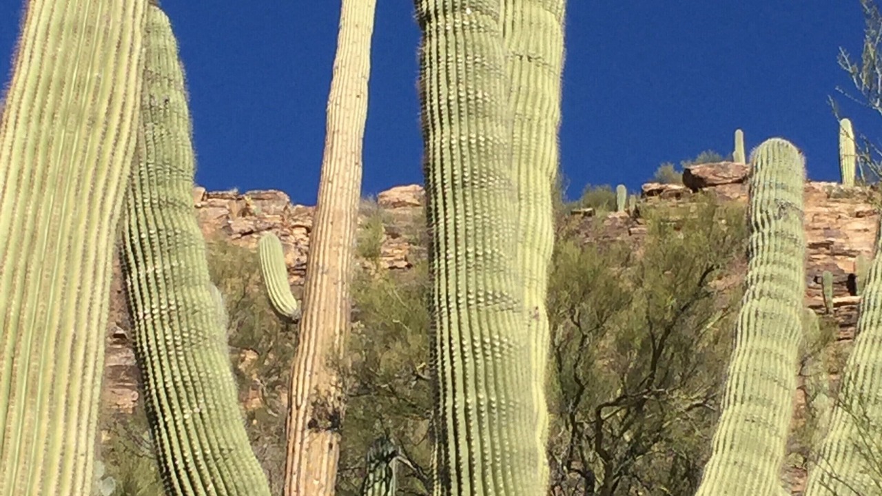 Photo of Others in Tucson