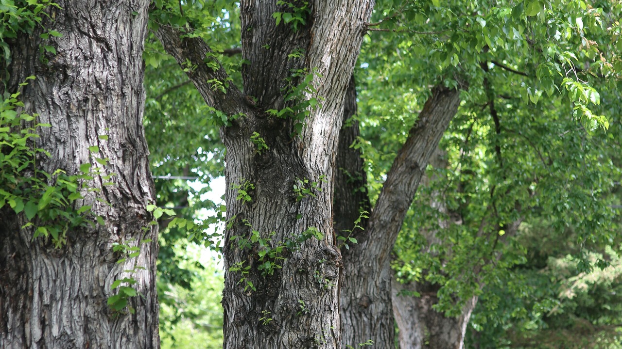Photo of Outdoor in East End