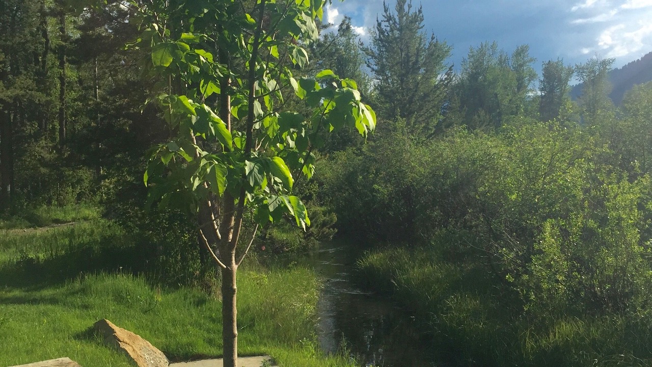 Photo of Outdoor in Wilson