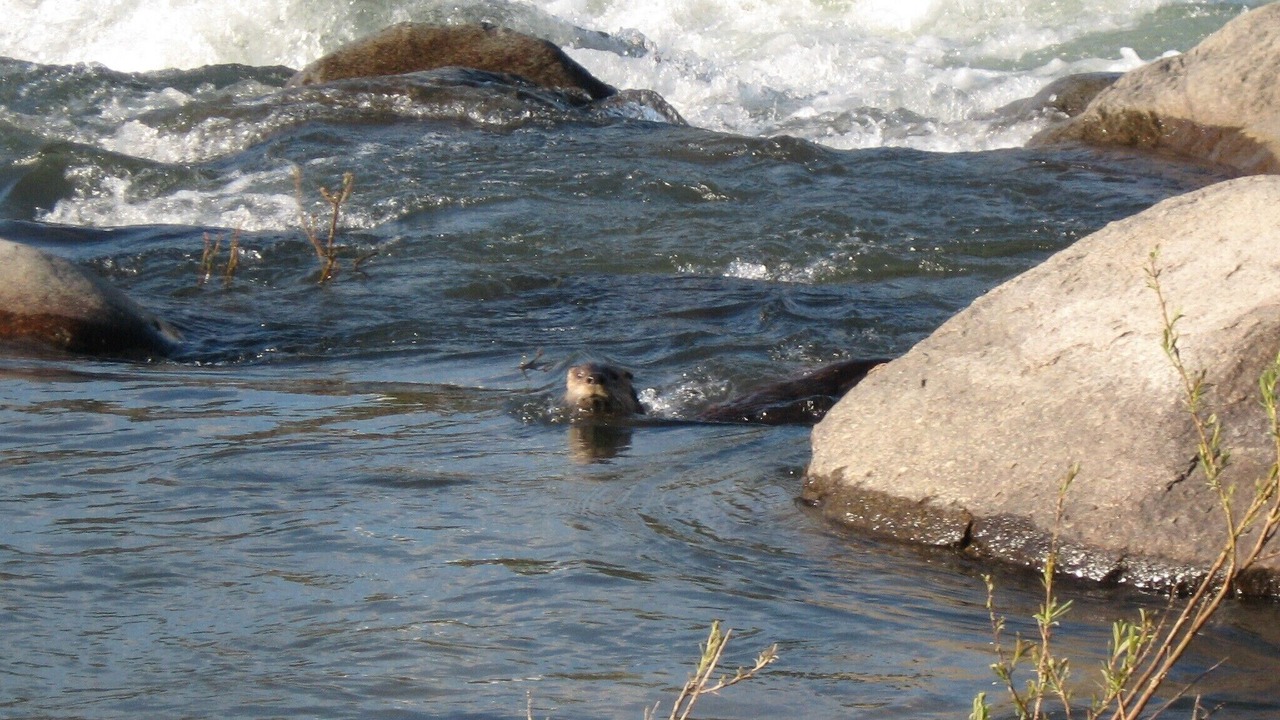 Photo of Others in Gardiner