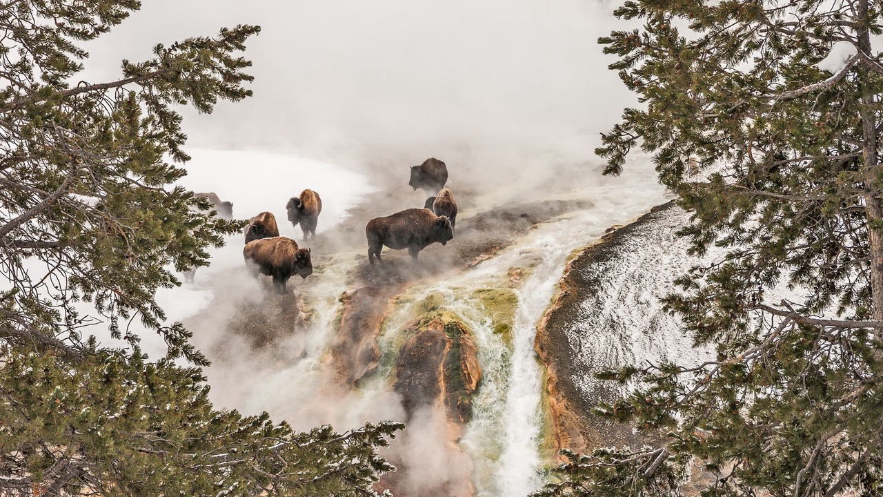 Photo of Others in Cooke City-Silver Gate