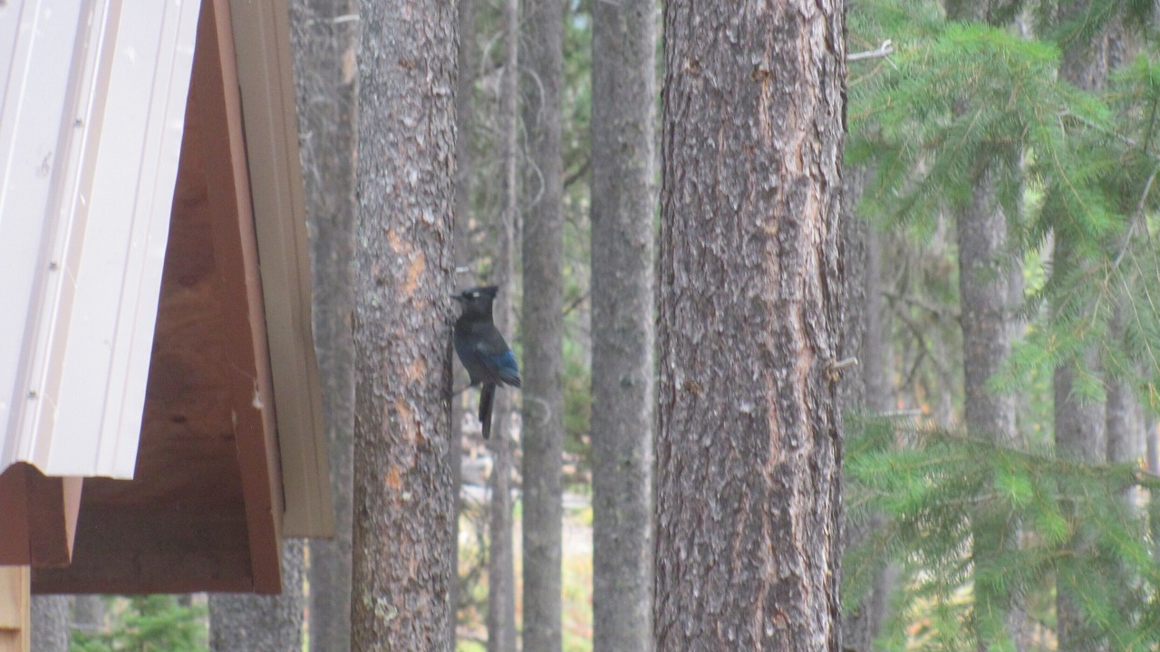 Photo of Others in West Glacier