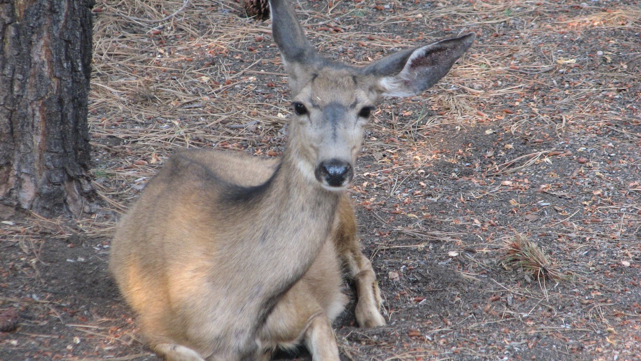Photo of Others in Sunriver