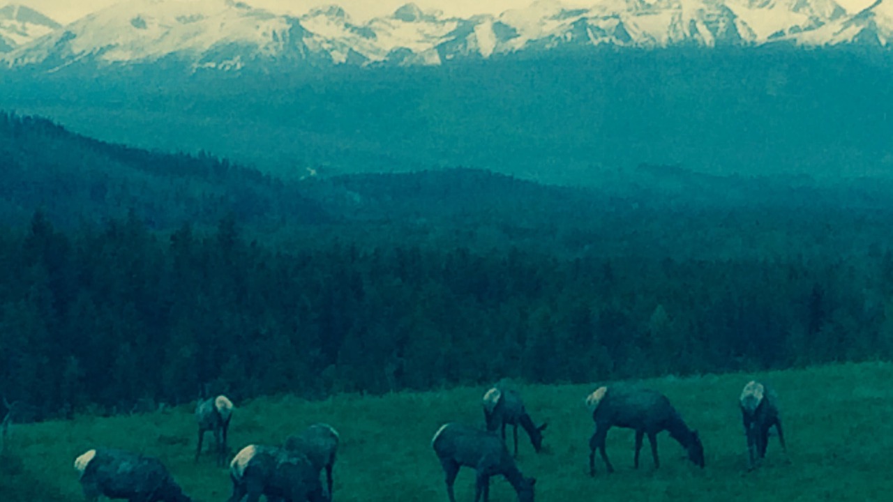 Photo of Others in West Glacier