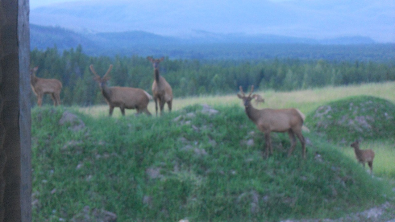 Photo of Others in West Glacier