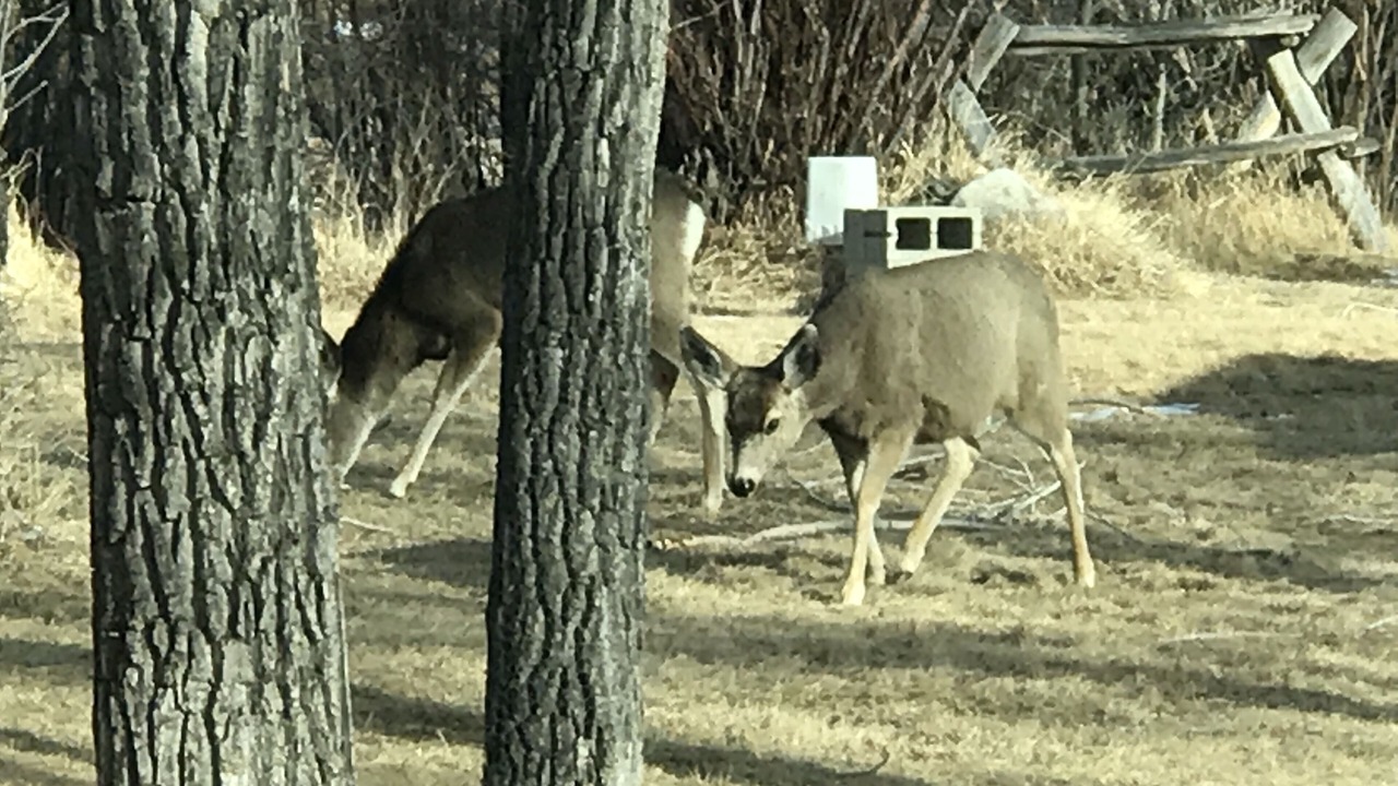 Photo of Outdoor in Dubois