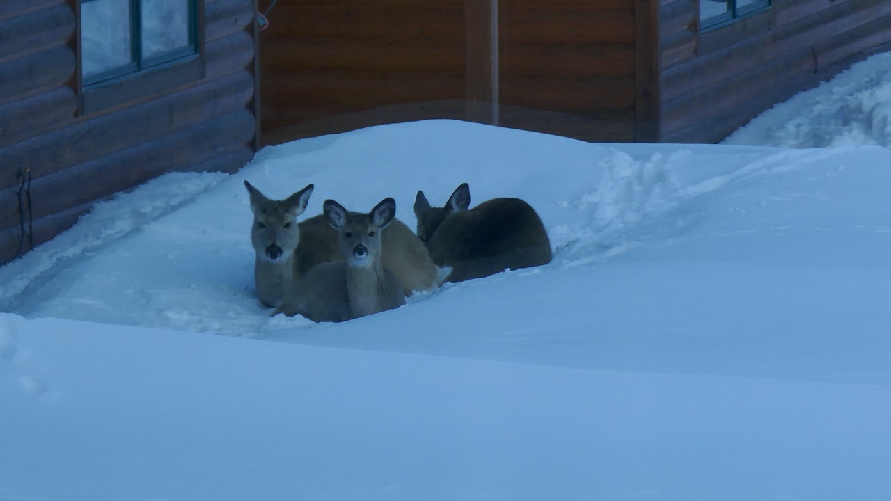 Photo of Others in Gardiner