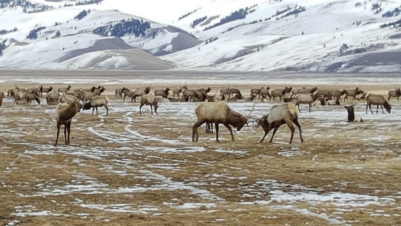 Photo of Others in Teton Village