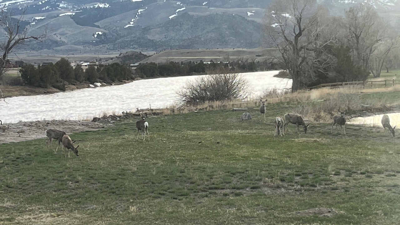 Photo of Others in Emigrant