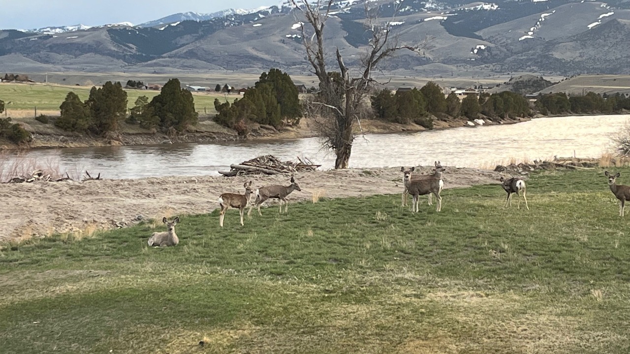 Photo of Others in Emigrant