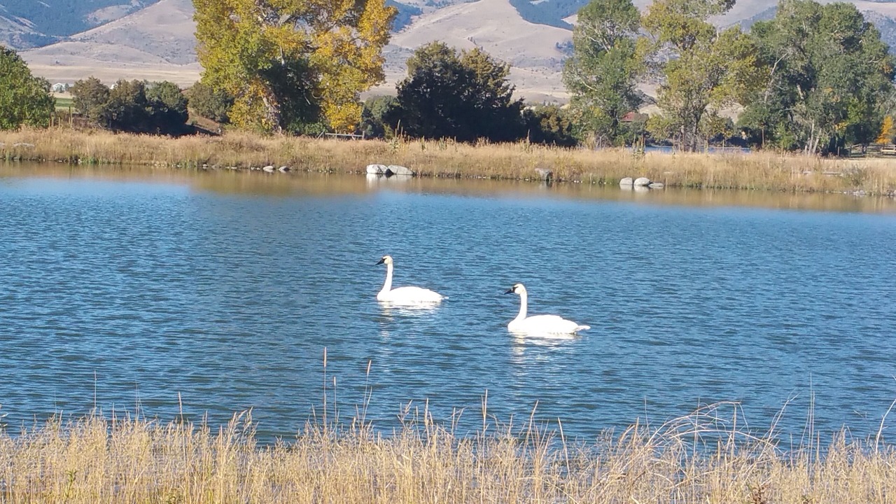 Photo of Others in Emigrant